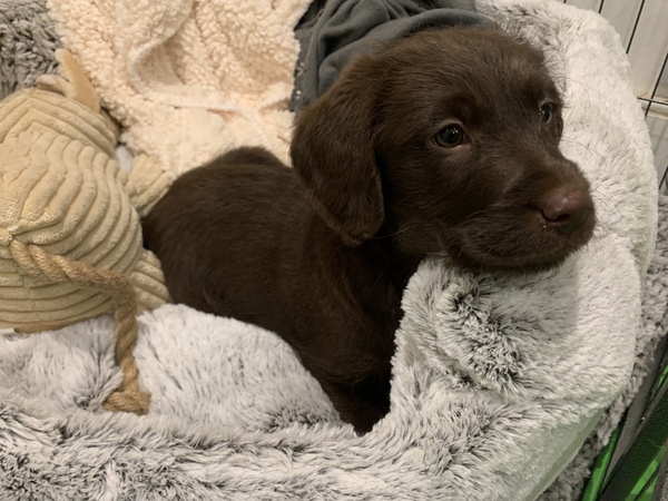 Puppy Survival Thread - January - February