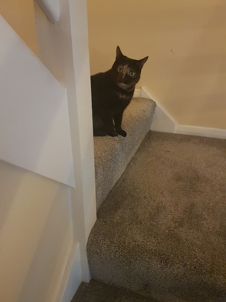 Letting a cat outside