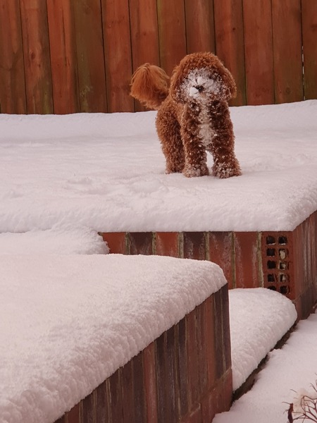 Your dogs in the snow