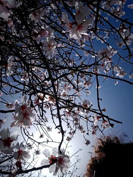 Spring is coming. Anyone else want to look at cheery photos?