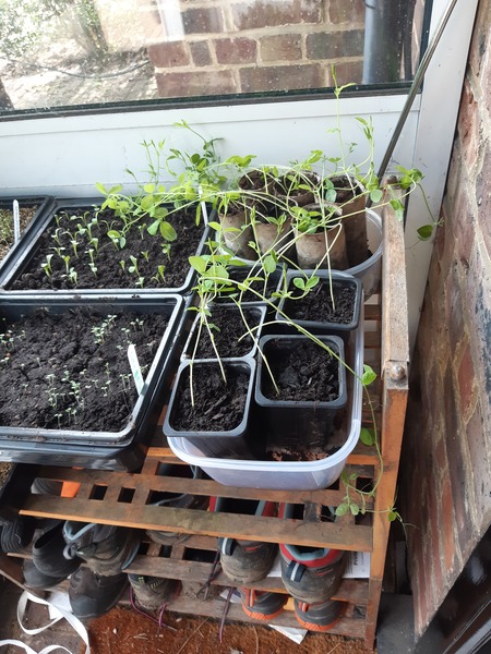 Sweet pea help!