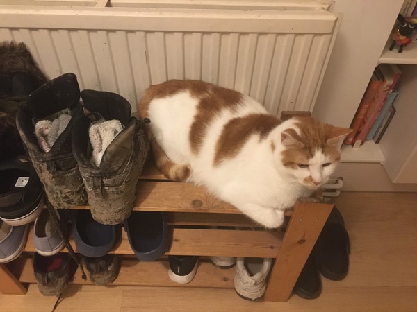 Food mithering big cat advice please