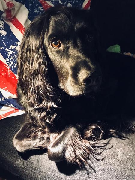 I love my dog