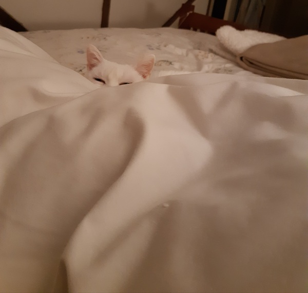 What's your DCat up to today? (Thread 8)