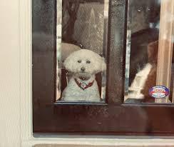 Biden's not a dog's dinner: Champ, Major (and Snowflake) know a President when they sniff one (Trump thread #126)
