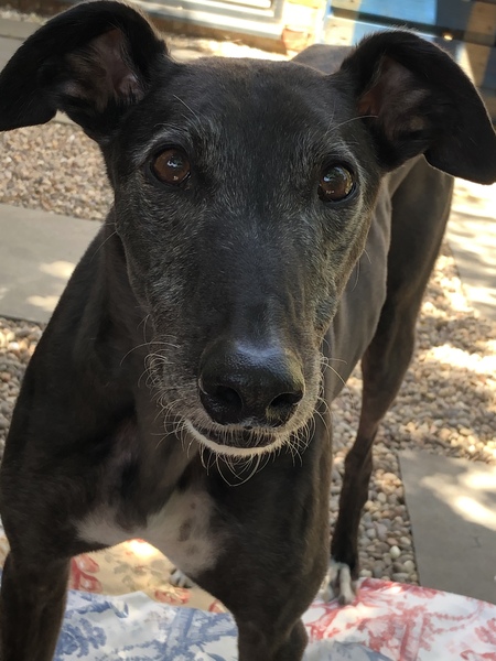 Any greyhound owners here?