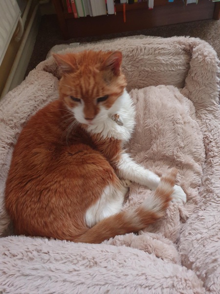 I’m finally going to get a cat!
