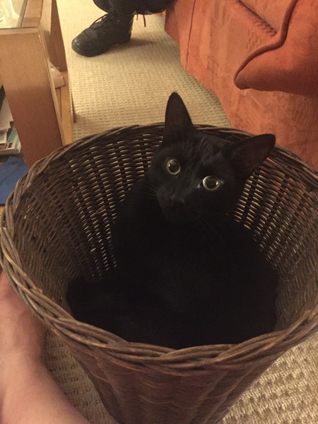 Week 3 - Jan '21 Low Carb Bootcamp - time for Light?