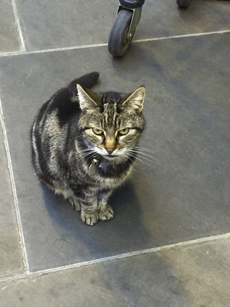 If my cat had AIBU...