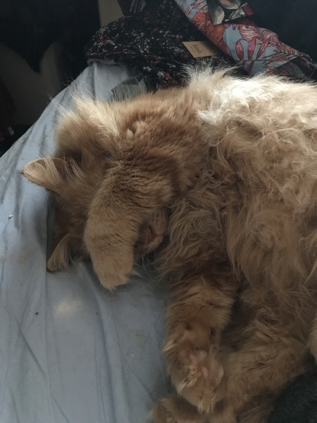 Cat chat thread we've lost count