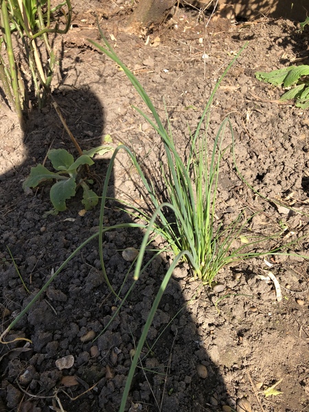 Plant ID help