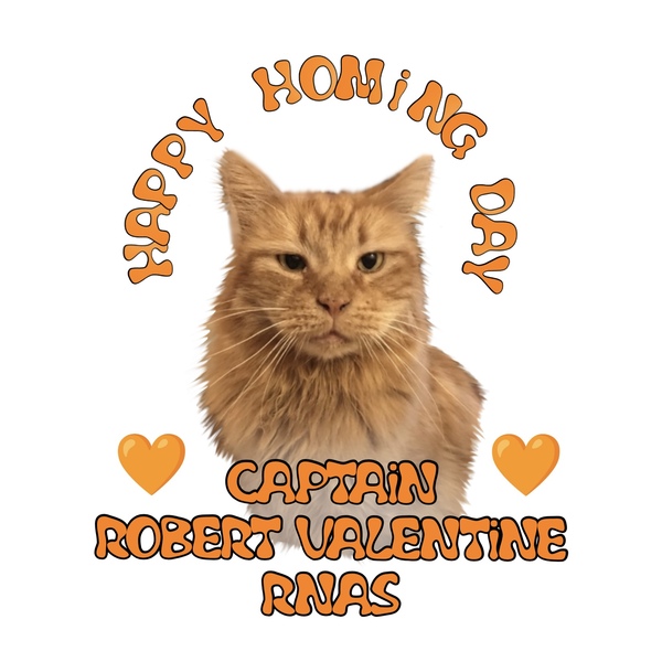 Cat chat thread we've lost count
