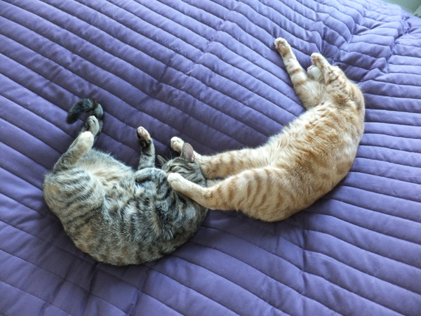 To ask my neighbours to stop meowing out of the window? (Lighthearted I think??)