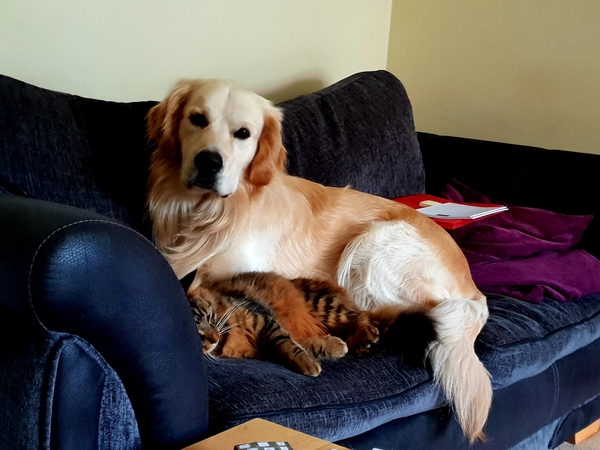 Retrievers