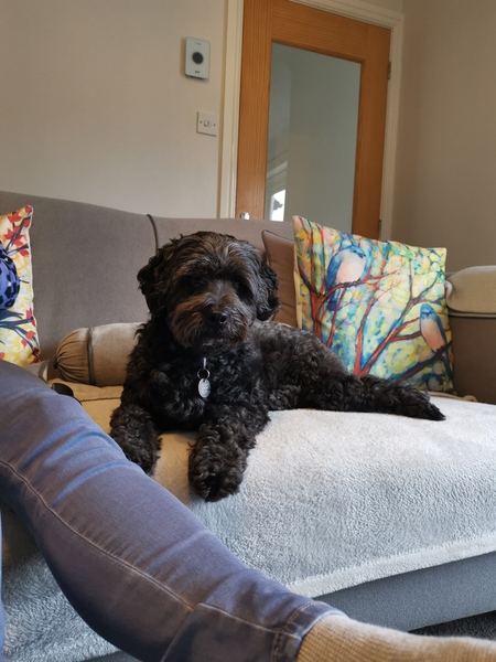 My dog is super cute and I think everyone deserves to appreciate her cuteness!