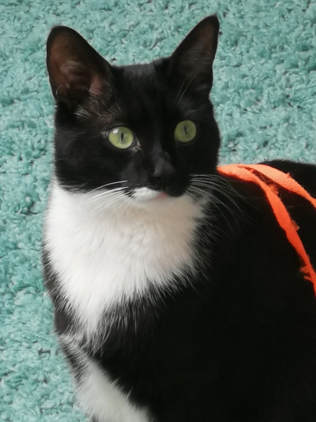 Week 3 - Jan '21 Low Carb Bootcamp - time for Light?