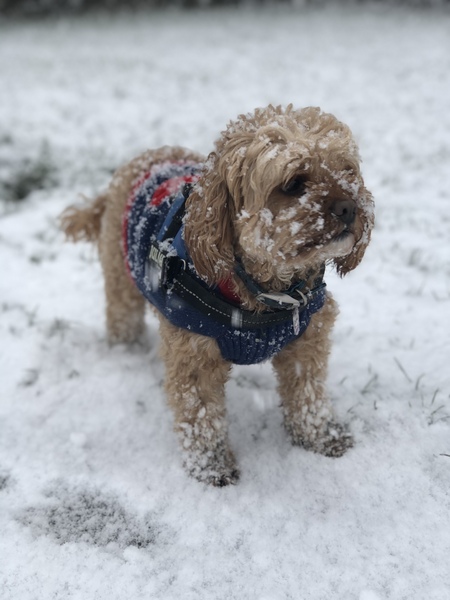 Your dogs in the snow