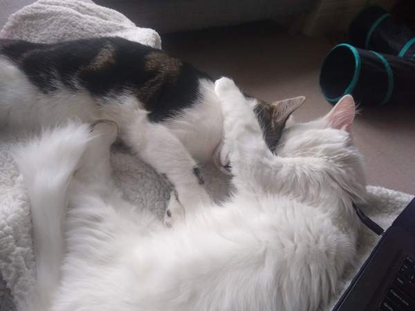 Gratuitous cat pictures please