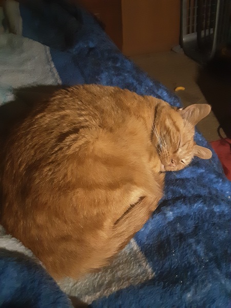 Show me your rescue cat, pleeease!