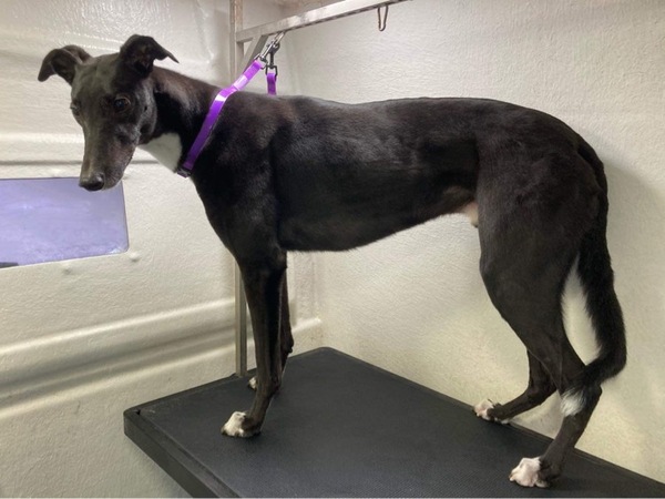 Any greyhound owners here?