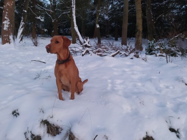 When did you start really enjoying dog walks?