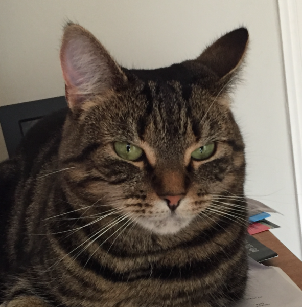 Cat Squinting in one eye