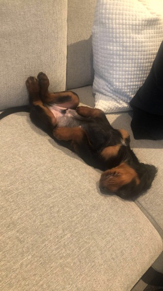 Puppy Survival Thread - January - February
