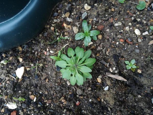 Weed identification