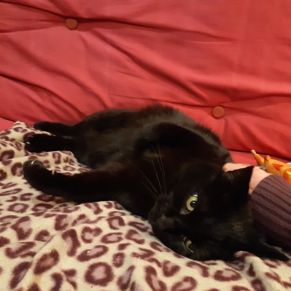 Show me your rescue cat, pleeease!