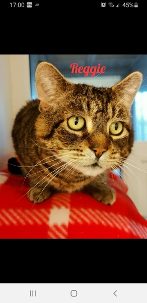 Fostering a cat