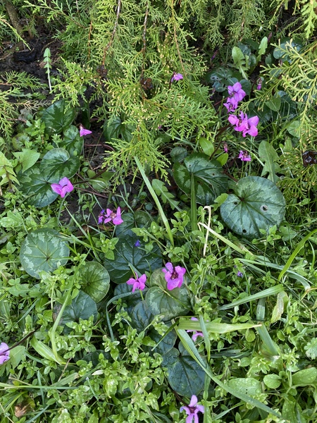 Plant ID