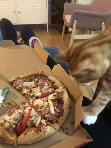 If my cat had AIBU...