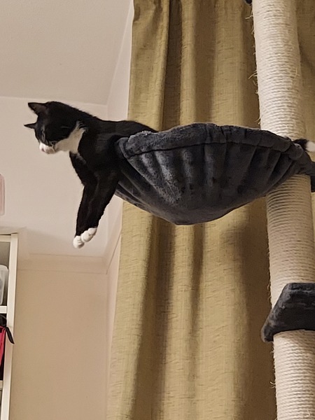 What age/size was your kitten spayed?