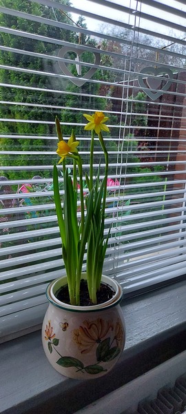 Spring is coming. Anyone else want to look at cheery photos?