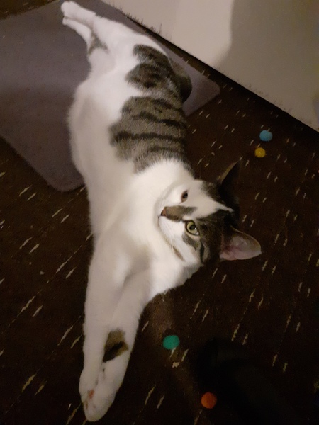 To all of our cats, thanks for helping us through lockdown!