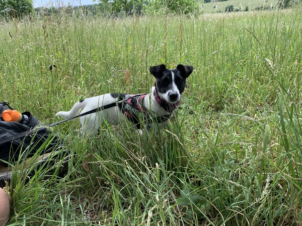 My dog is super cute and I think everyone deserves to appreciate her cuteness!