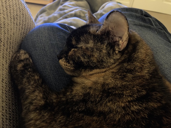 Show me your rescue cat, pleeease!
