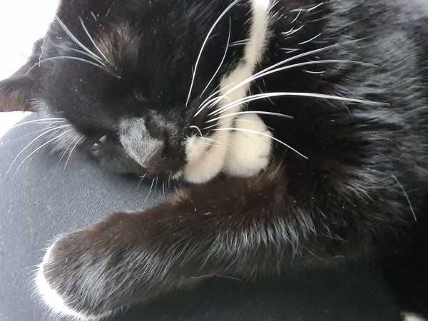 If my cat had AIBU...