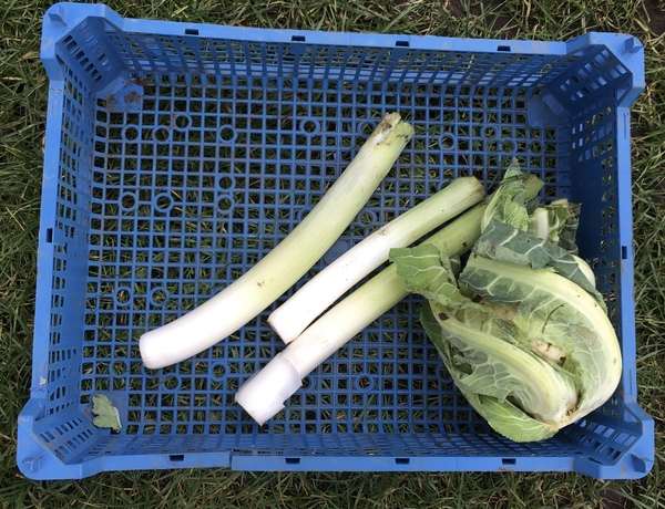 Allotment/Veg Patch Thread 16  Weather weirdness prevails !