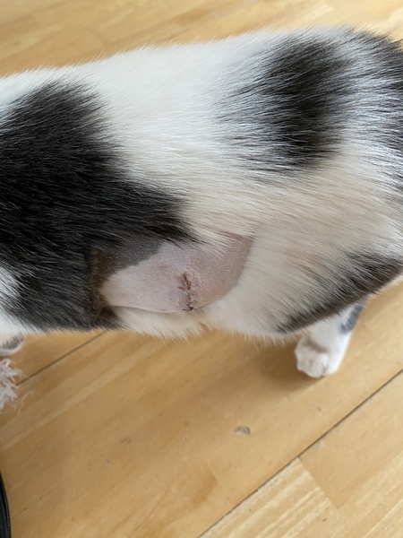 After spaying