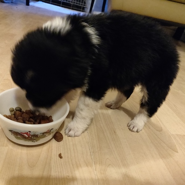 New border collie pup worries