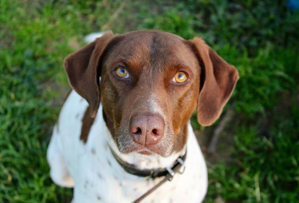 Day in a  life of your dog?
