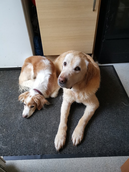 Please give me the strength to adopt ex dps dog.