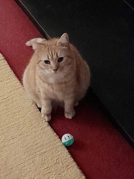 Show me your rescue cat, pleeease!