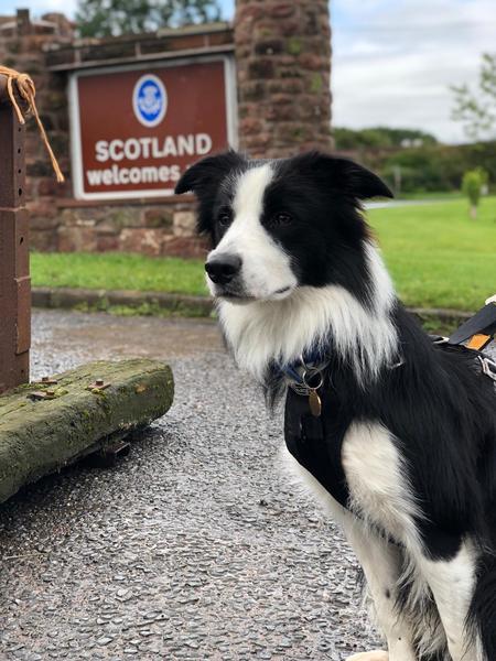 Atypical collie