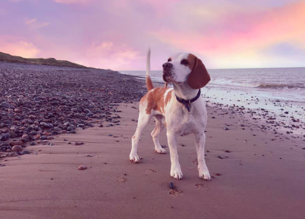 Any fellow Beagle owners?