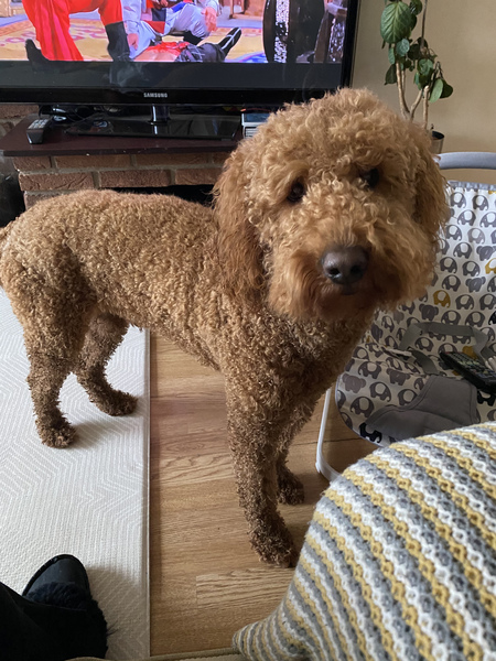My dog is super cute and I think everyone deserves to appreciate her cuteness!
