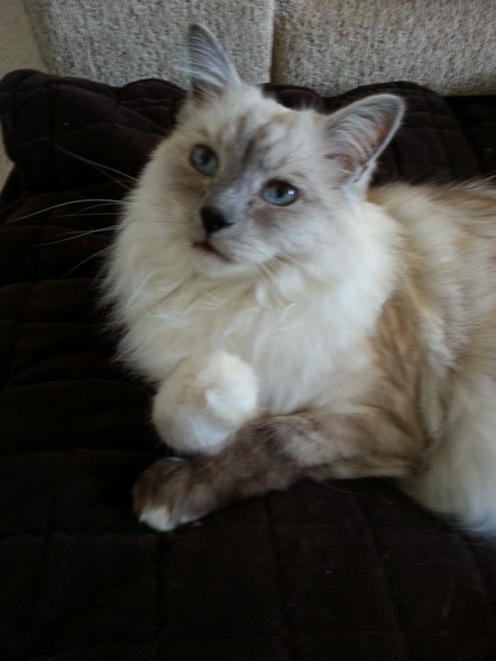 To all of our cats, thanks for helping us through lockdown!