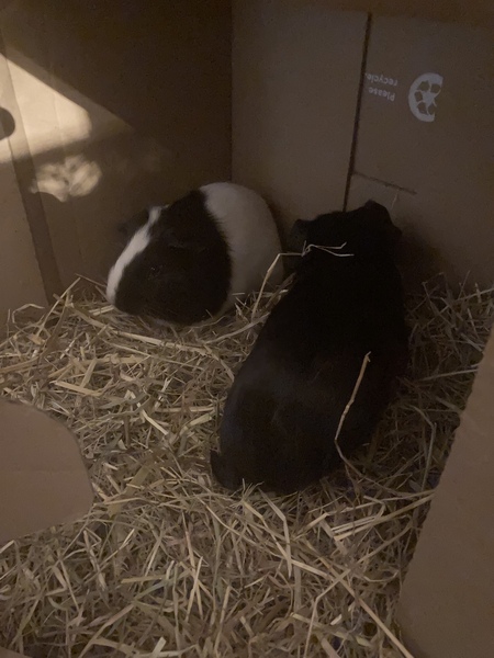 Names and top tips for new guinea pig owner!