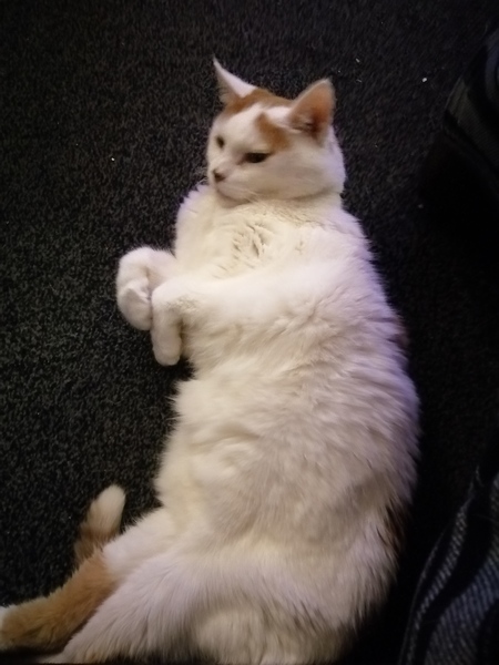 Cat chat thread we've lost count